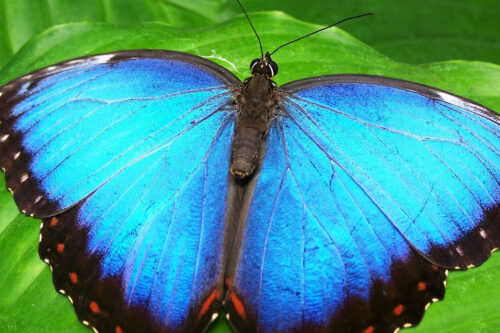A blue butterfly on a leaf.