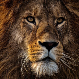 Portraitfoto eines Löwen