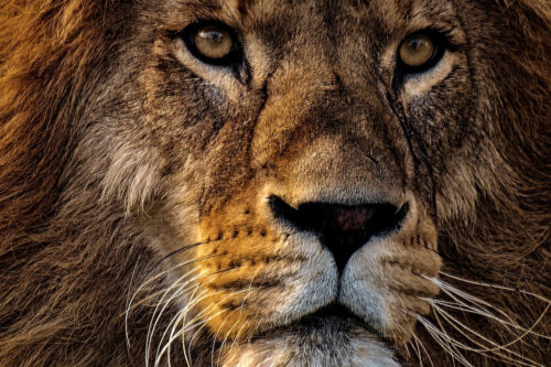 Portrait photo of a lion