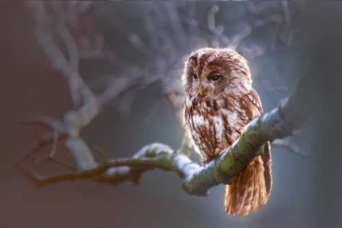 A brown owl is sitting on a branch. 